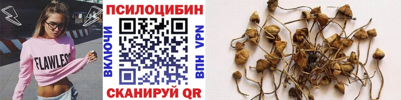 Галлюциногенные грибы Psilocybine cubensis  blacksprut ссылка  Новоаннинский 